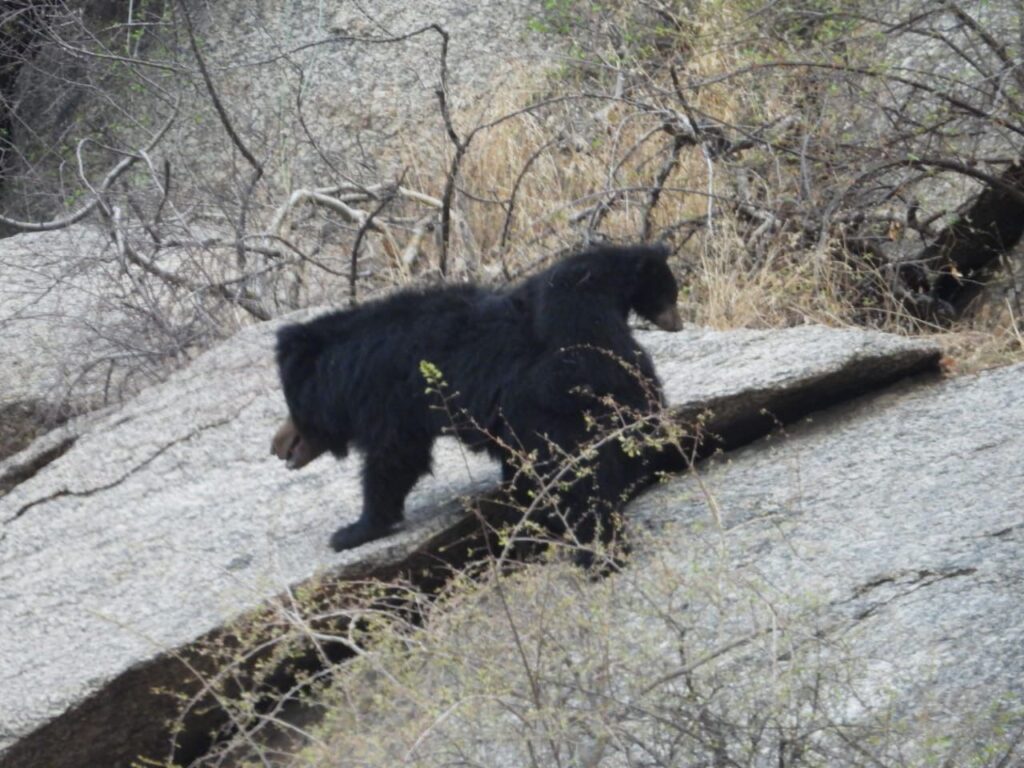 Jawai safari booking