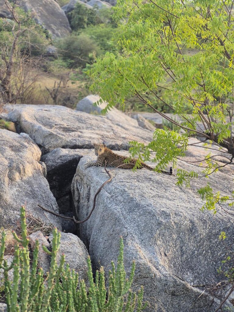 Jawai Safari in Monsoon