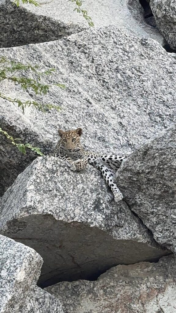 Jawai Safari in Monsoon