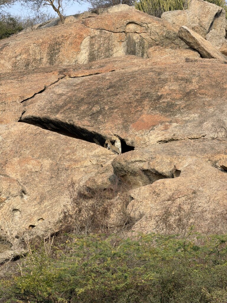 Things to do in jawai