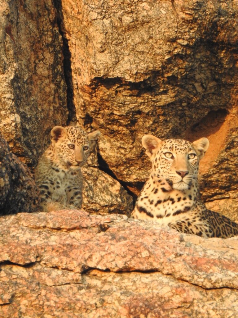 Jawai Bandh Railway Station to Jawai Safari