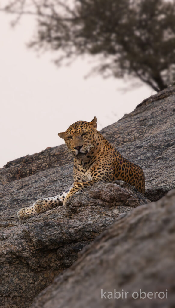 Leopard safari in jawai rajasthan