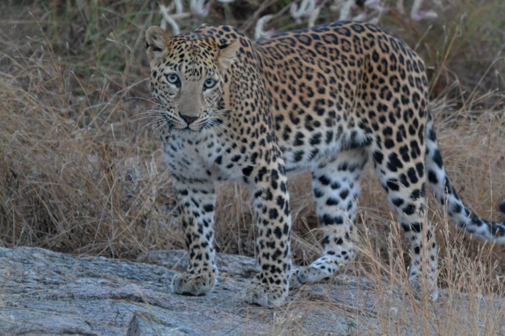 Jawai Safari Cost