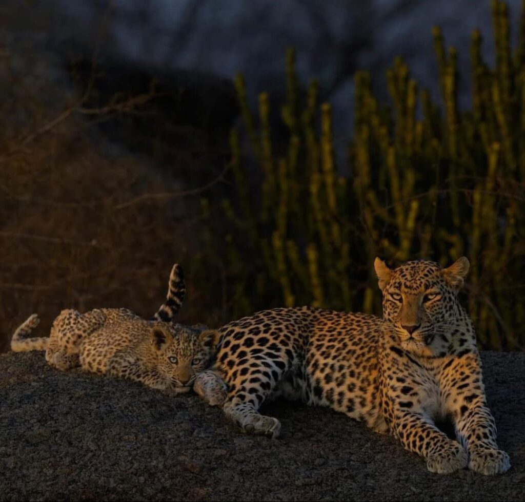 Jawai stargazing