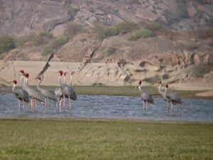 Jawai Wildlife Photography