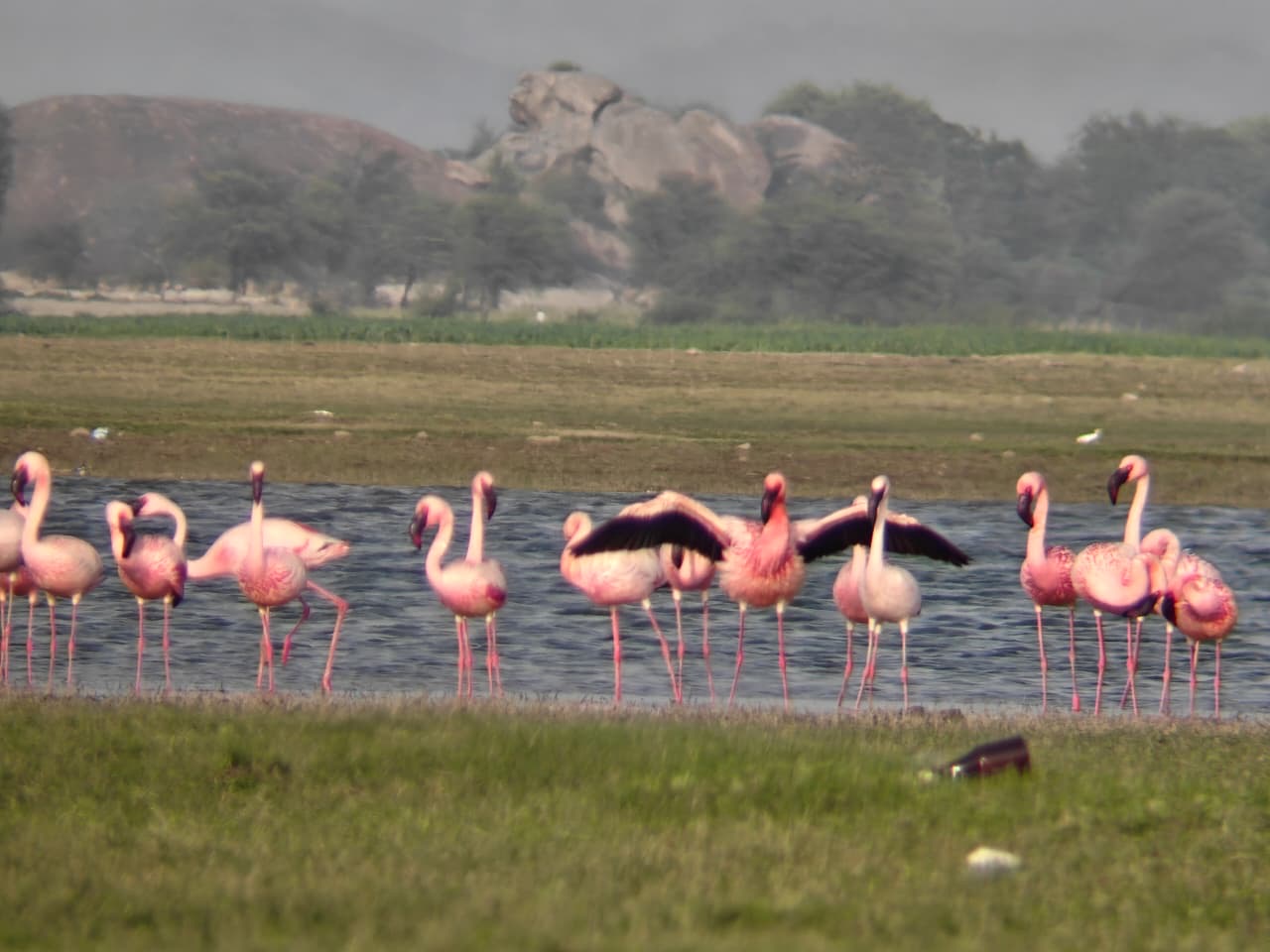 Jawai Dam birdwatching