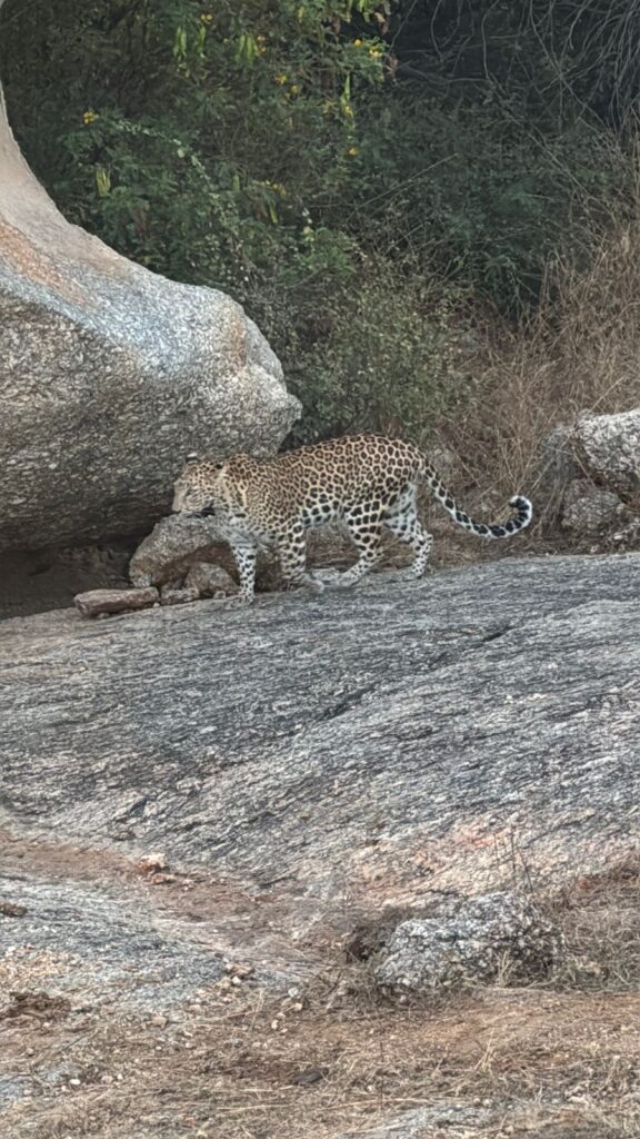 Jawai leopard conservation