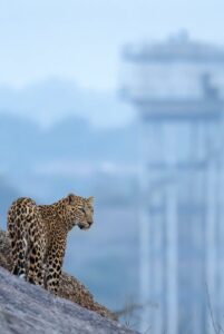 Udaipur to jawai