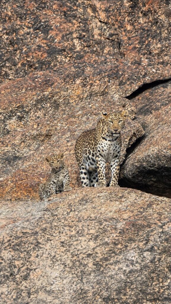 Jawai safari booking