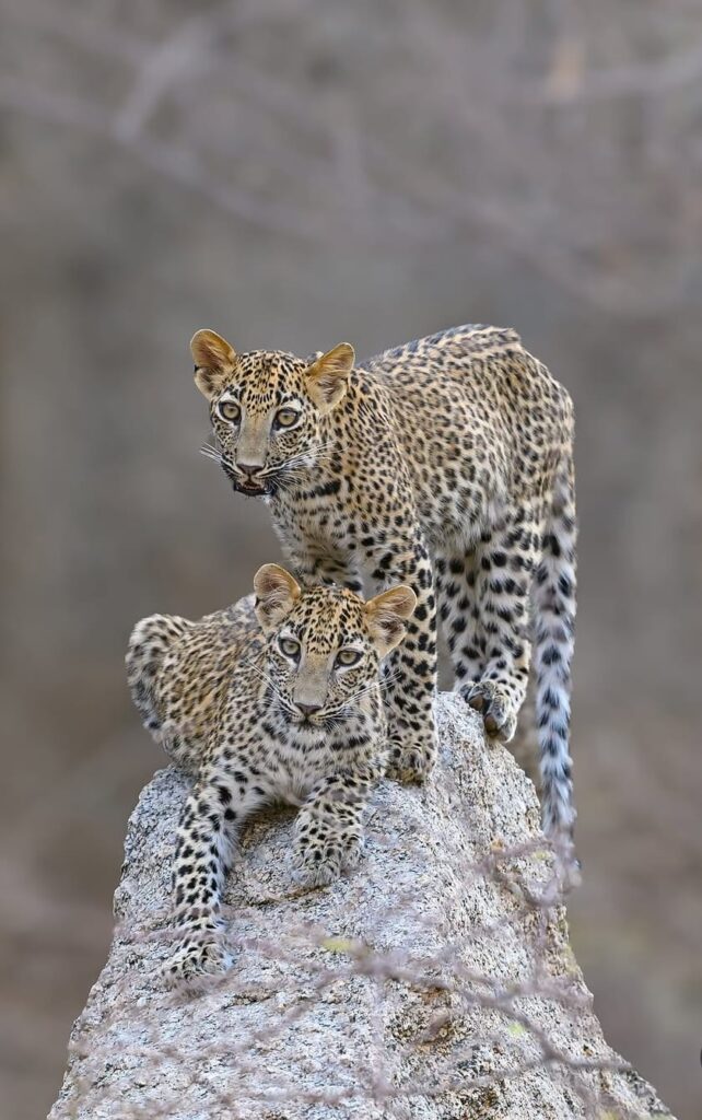 Jawai Leopard Safari
