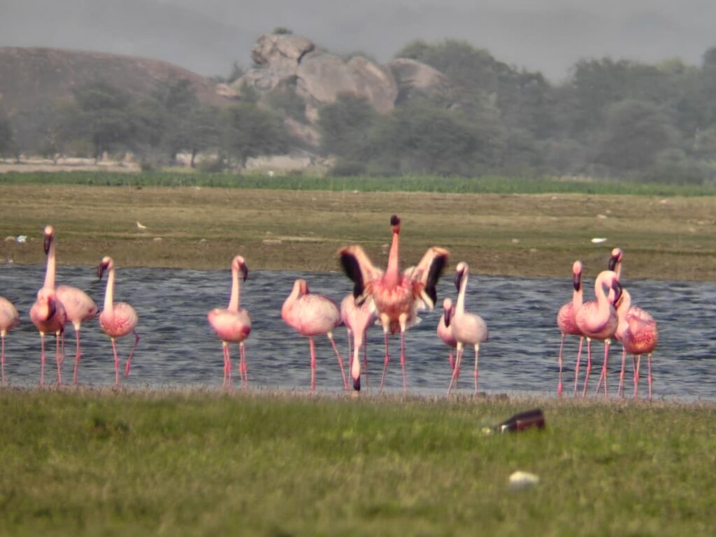 Ahmedabad to jawai