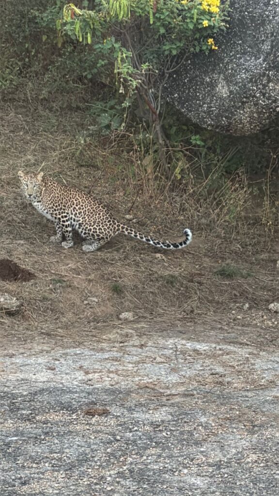 Jawai safari