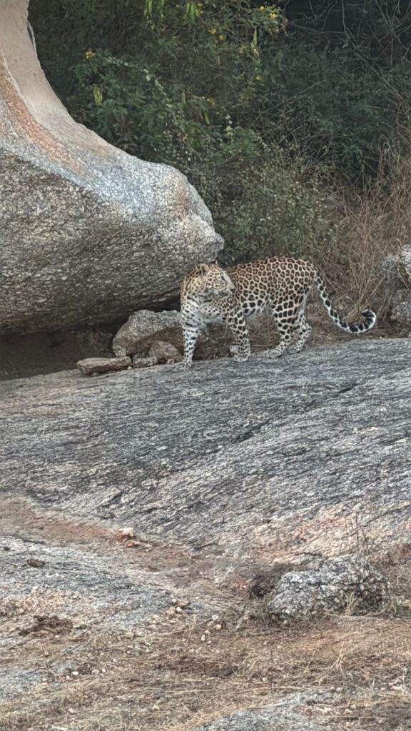 Jawai Photography