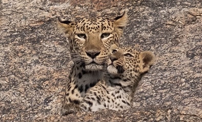 Complete guid to jawai safari