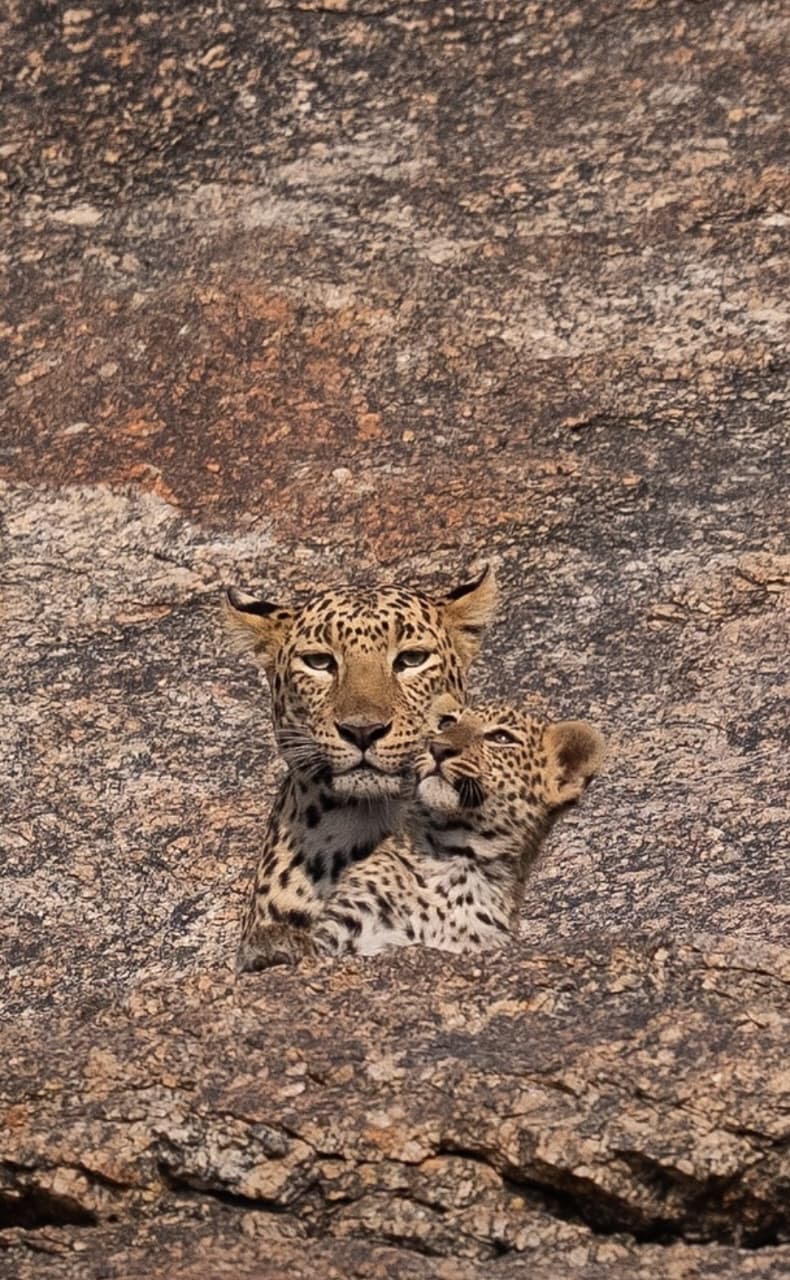 Jawai safari price